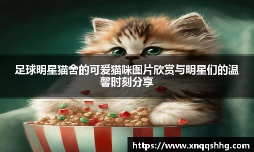 足球明星猫舍的可爱猫咪图片欣赏与明星们的温馨时刻分享